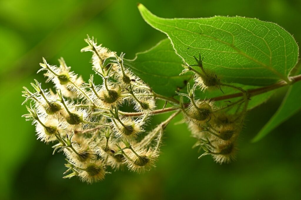 Perlmuttstrauch (Kolkwitzia) (Kolkwitzia amabilis) — Pflanzenfoto