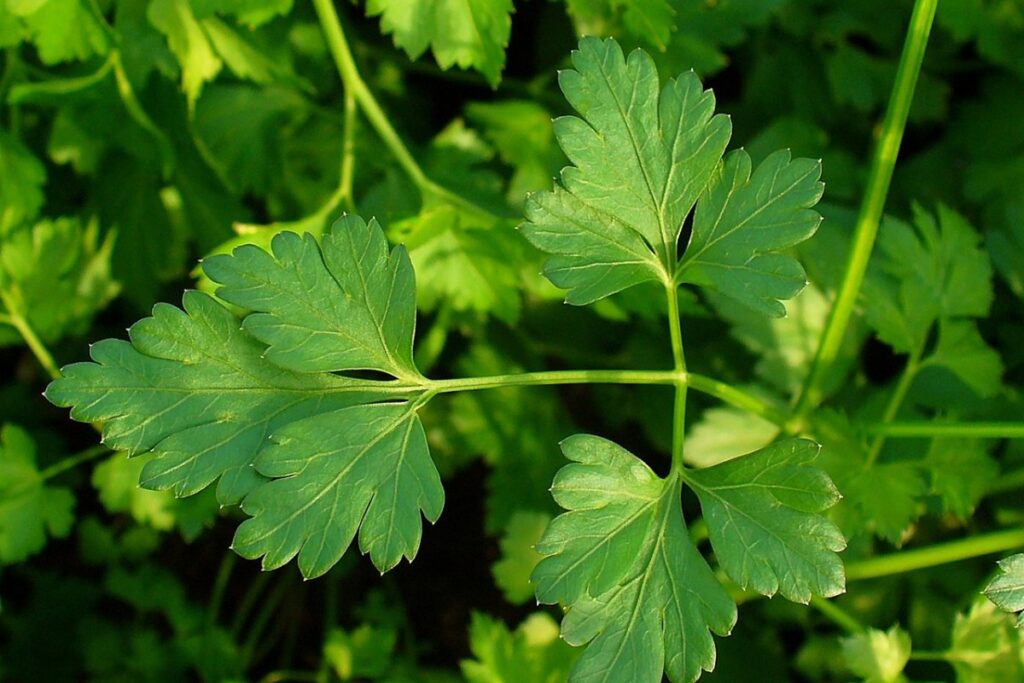 Petersilie (Petroselinum crispum) — Pflanzenfoto