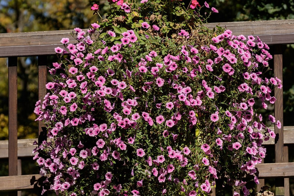 Petunie (Petunia × hybrida) — Pflanzenfoto
