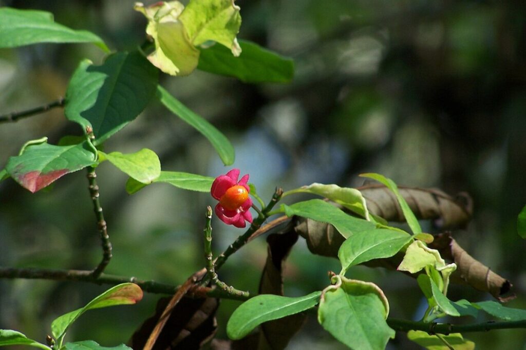 Pfaffenhütchen (Euonymus europaeus) — Pflanzenfoto