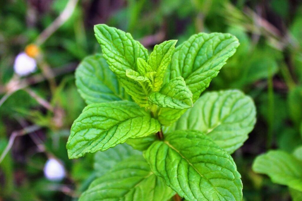 Pfefferminze (Mentha × piperita) — Pflanzenfoto