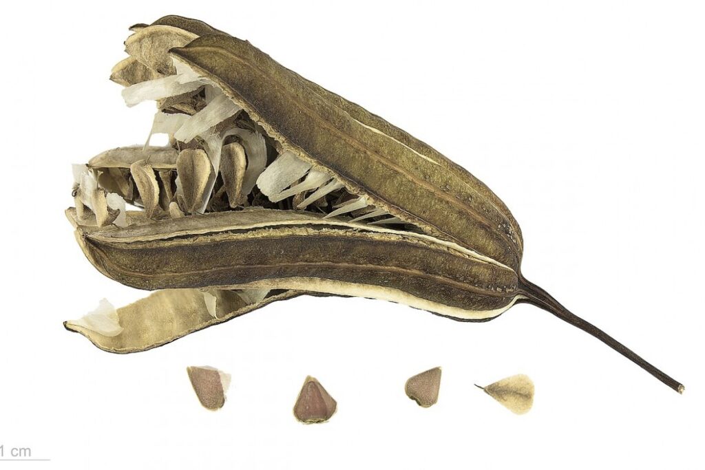 Pfeifenwinde (Aristolochia macrophylla) — Pflanzenfoto
