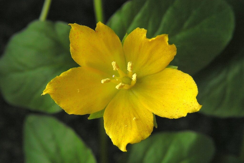 Pfennigkraut (Lysimachia nummularia) — Pflanzenfoto
