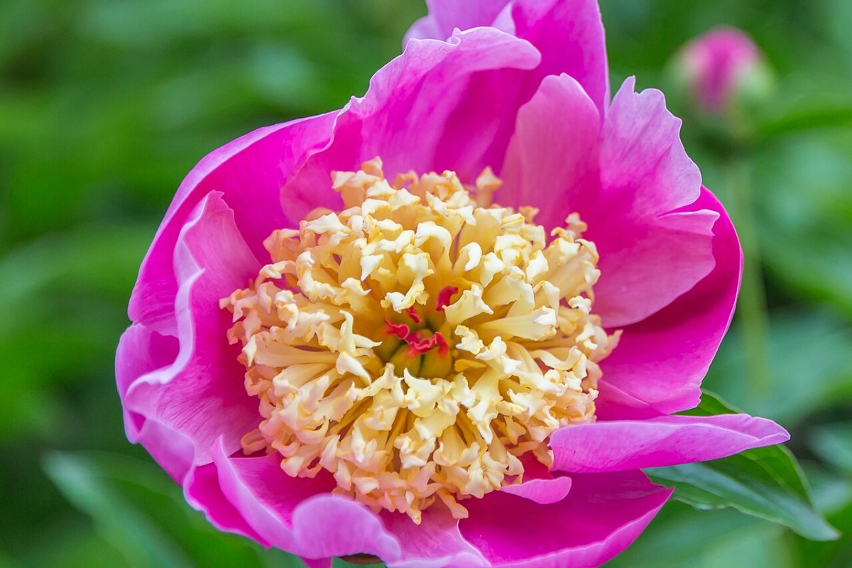 Pfingstrose (Päonie) (Paeonia lactiflora) — Pflanzenfoto