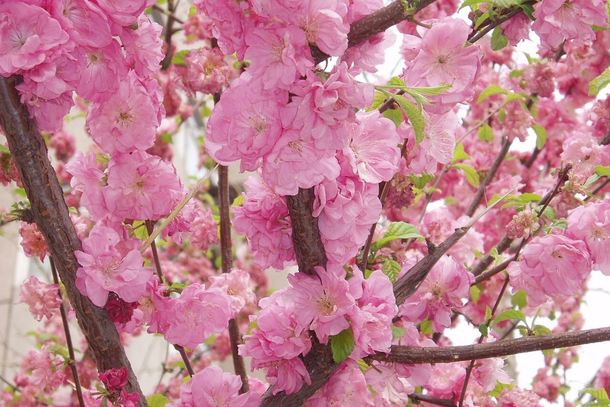 Pfirsichbaum (Prunus persica) — Pflanzenfoto