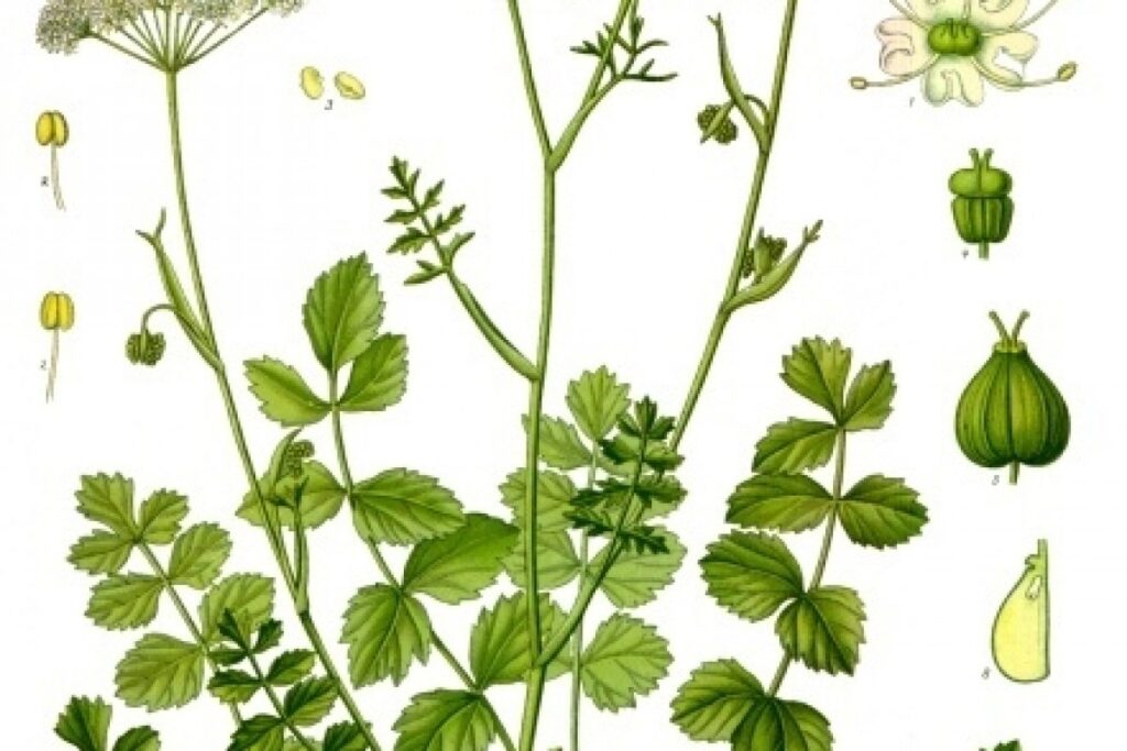 Pimpernelle (Pimpinella saxifraga) — Pflanzenfoto