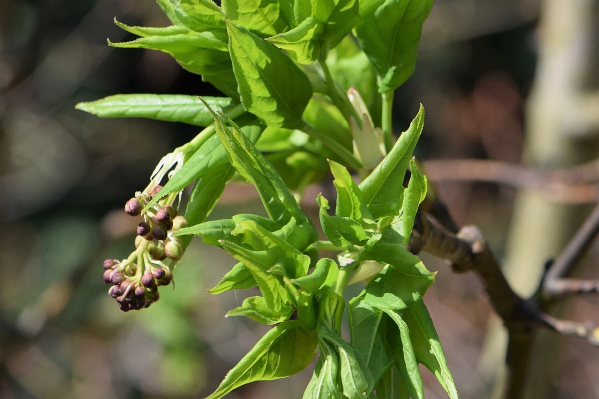 Pimpernussstrauch (Staphylea pinnata) — Pflanzenfoto