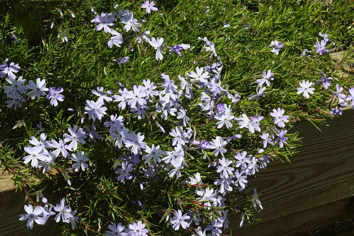 Polsterphlox (Phlox subulata) — Pflanzenfoto