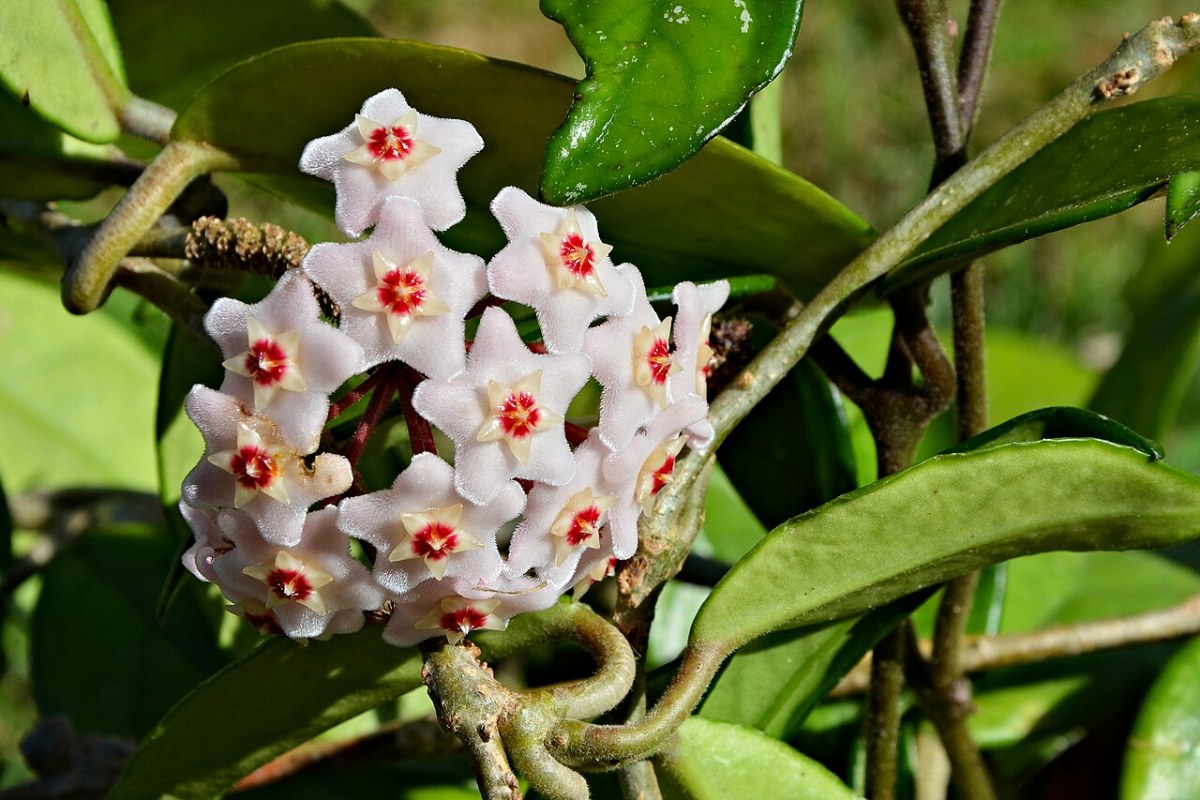 Porzellanblume (Hoya carnosa) — Pflanzenfoto
