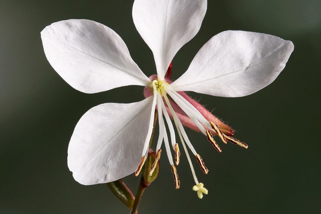 Prachtkerze (Gaura lindheimeri) — Pflanzenfoto
