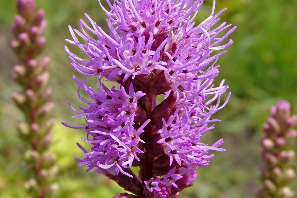 Prachtscharte (Liatris spicata) — Pflanzenfoto