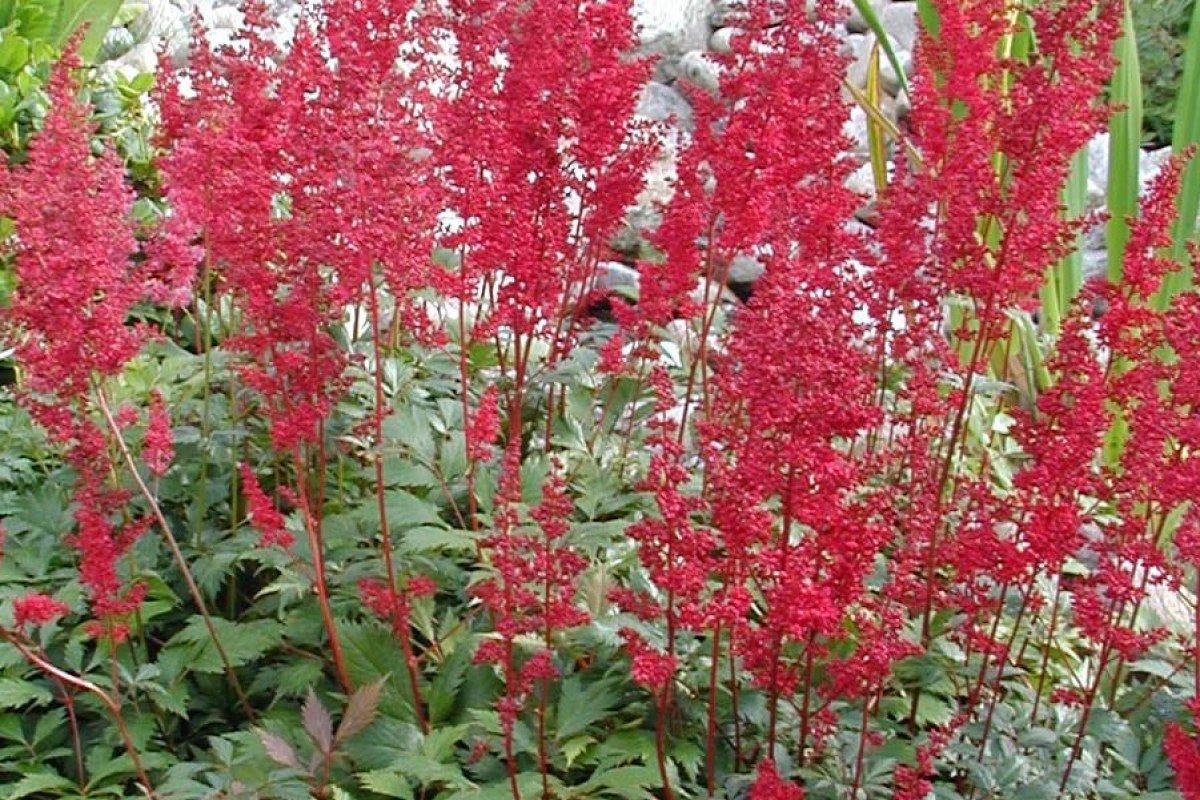 Prachtspiere (Astilbe) (Astilbe arendsii) — Pflanzenfoto