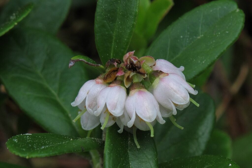 Preiselbeere (Vaccinium vitis-idaea) — Pflanzenfoto
