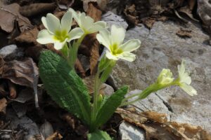 Primel (Schlüsselblume)