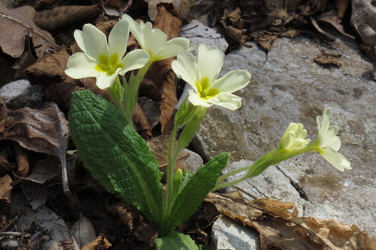 Primel (Schlüsselblume) (Primula vulgaris) — Pflanzenfoto