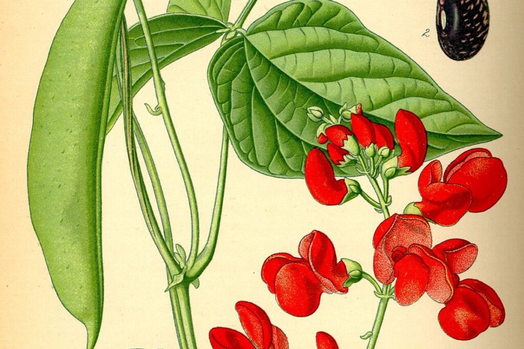 Prunkbohne (Phaseolus coccineus) — Pflanzenfoto