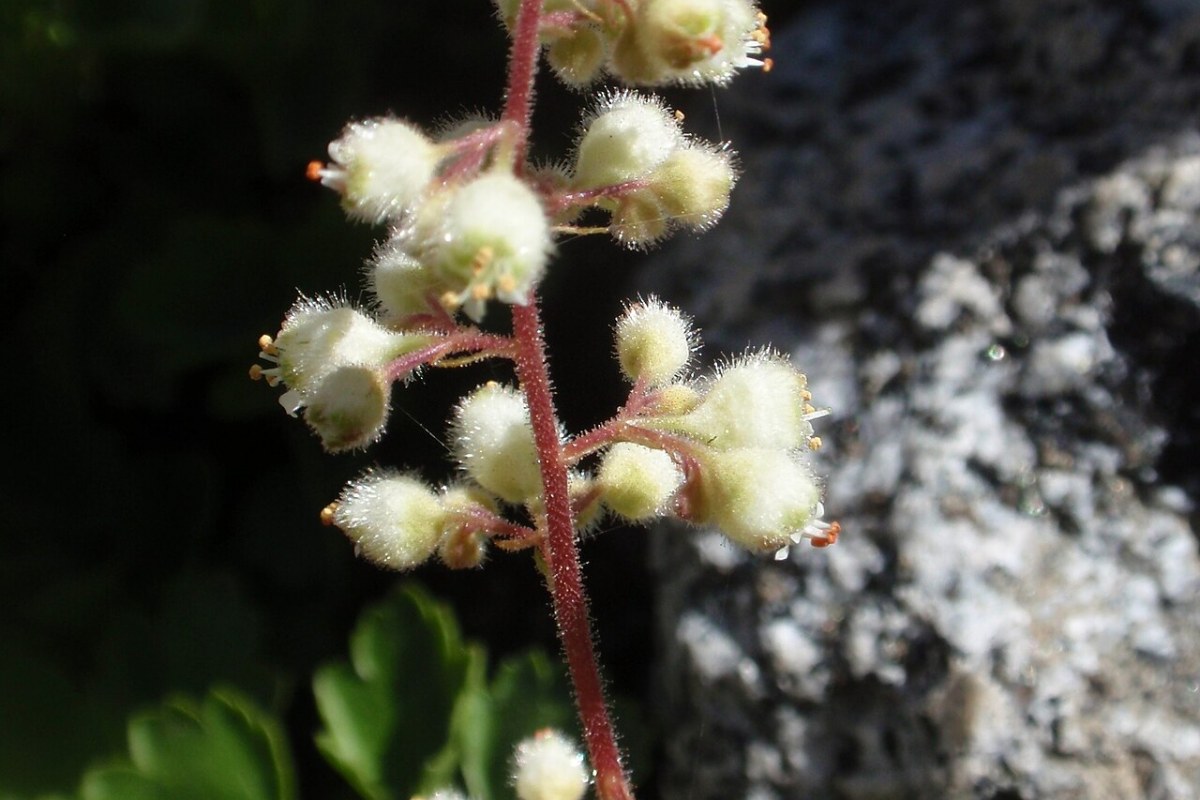 Purpurglöckchen (Heuchera) (Heuchera) — Pflanzenfoto