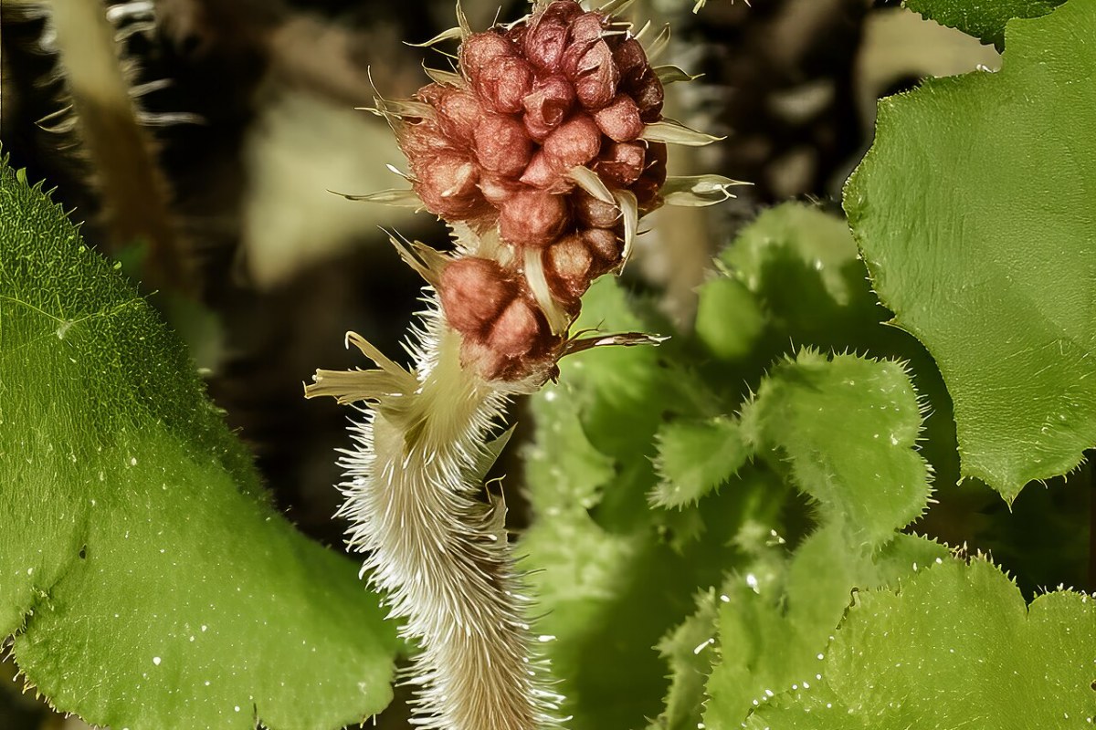 Purpurglöckchen (Heuchera sanguinea) — Pflanzenfoto