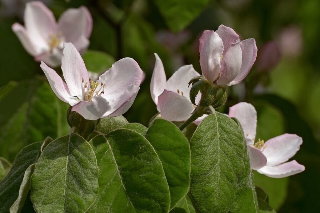 Quittenbaum (Cydonia oblonga) — Pflanzenfoto