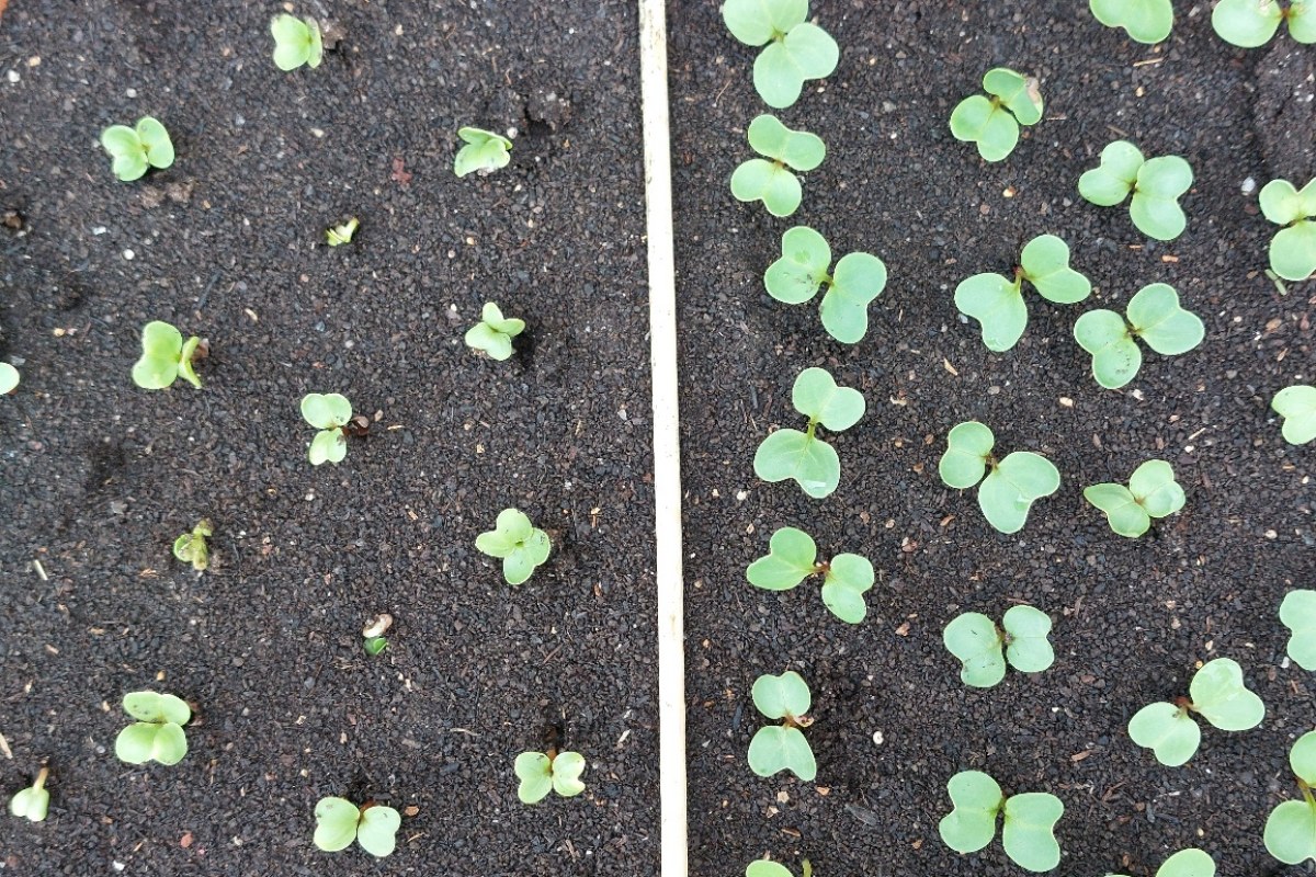 Radieschen (Raphanus sativus var. sativus) — Pflanzenfoto