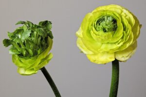 Ranunkel (Garten-Ranunkel)
