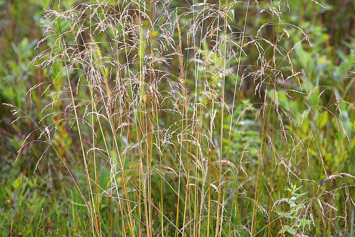 Rasen-Schmiele (Deschampsia cespitosa) — Pflanzenfoto