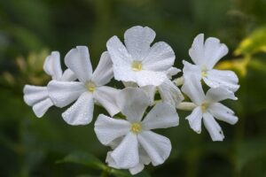 Raublatt-Phlox