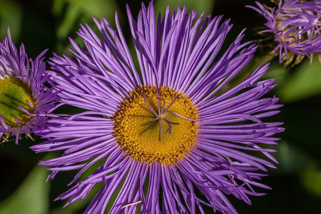 Raublattaster (Aster novi-belgii) — Pflanzenfoto