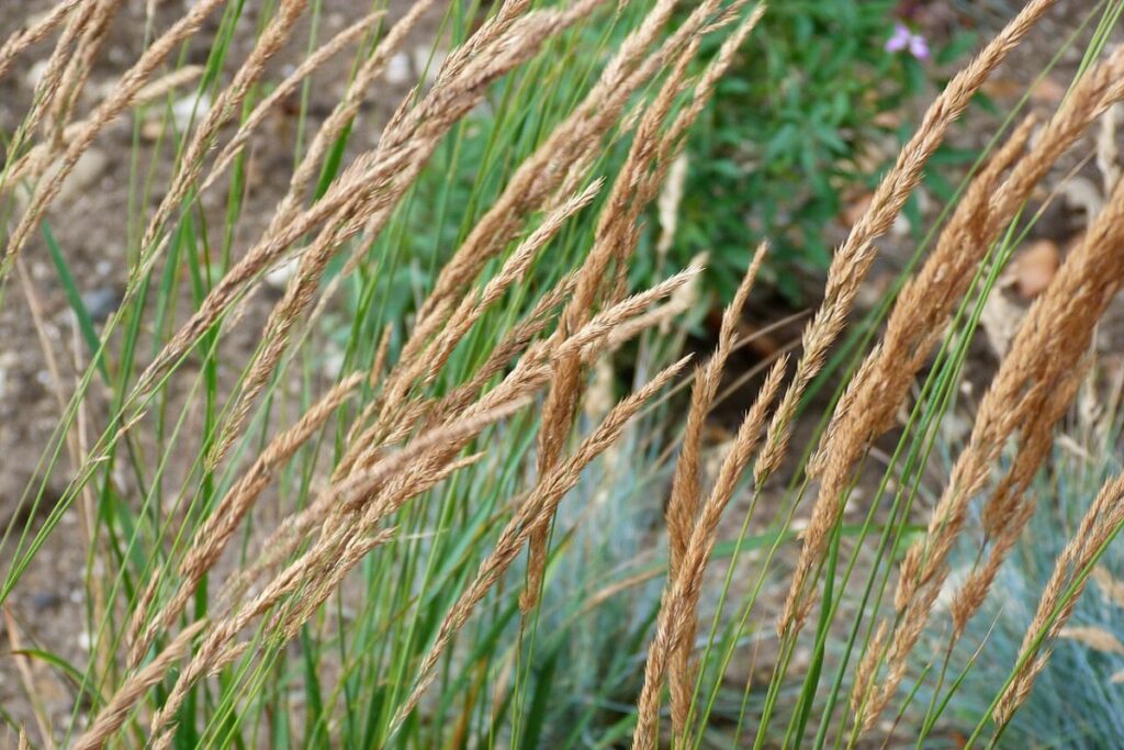 Reitgras (Calamagrostis × acutiflora) — Pflanzenfoto