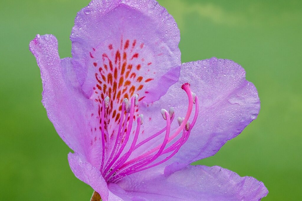 Rhododendron (Rhododendron) — Pflanzenfoto