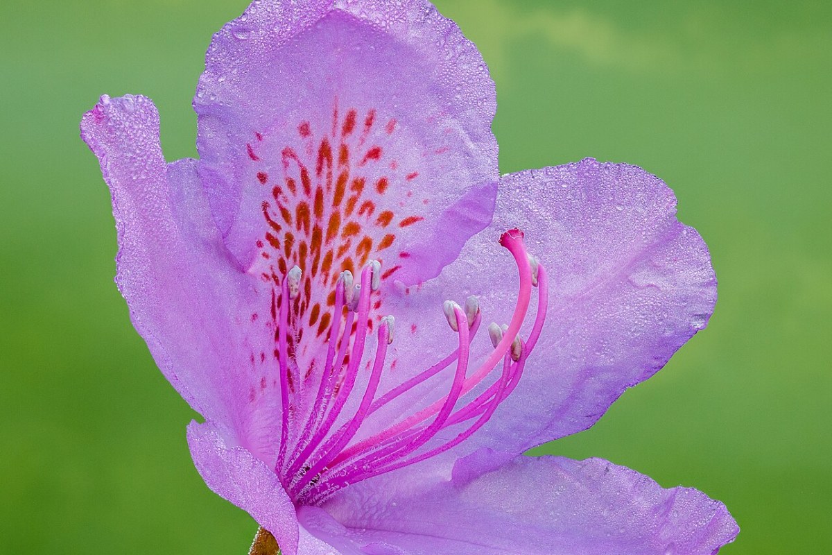 Rhododendron (Rhododendron) — Pflanzenfoto
