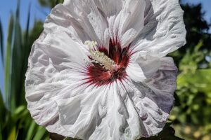 Riesen-Hibiskus