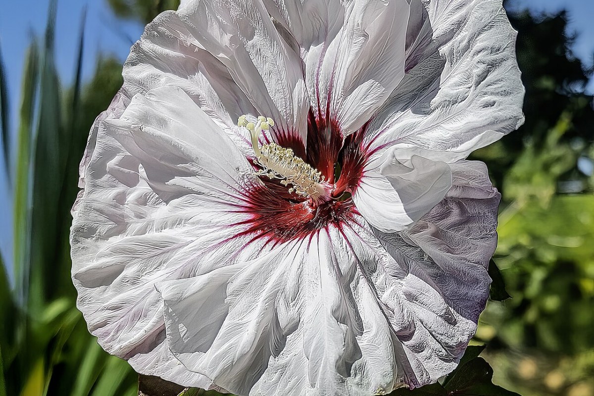 Riesen-Hibiskus (Hibiscus moscheutos) — Pflanzenfoto