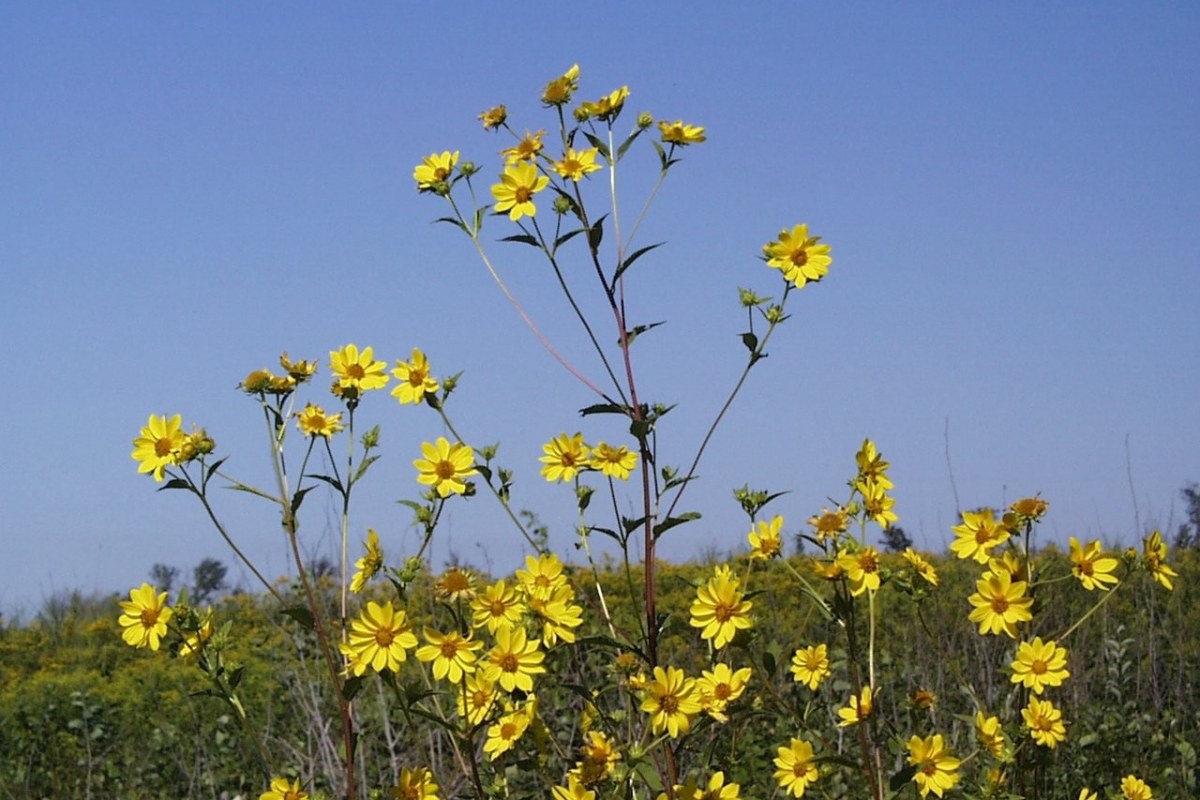 Riesen-Sonnenblume (Helianthus giganteus) — Pflanzenfoto