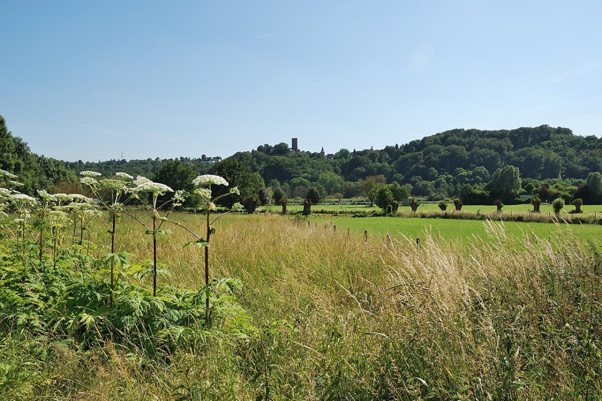Riesenbärenklau (Heracleum mantegazzianum) — Pflanzenfoto