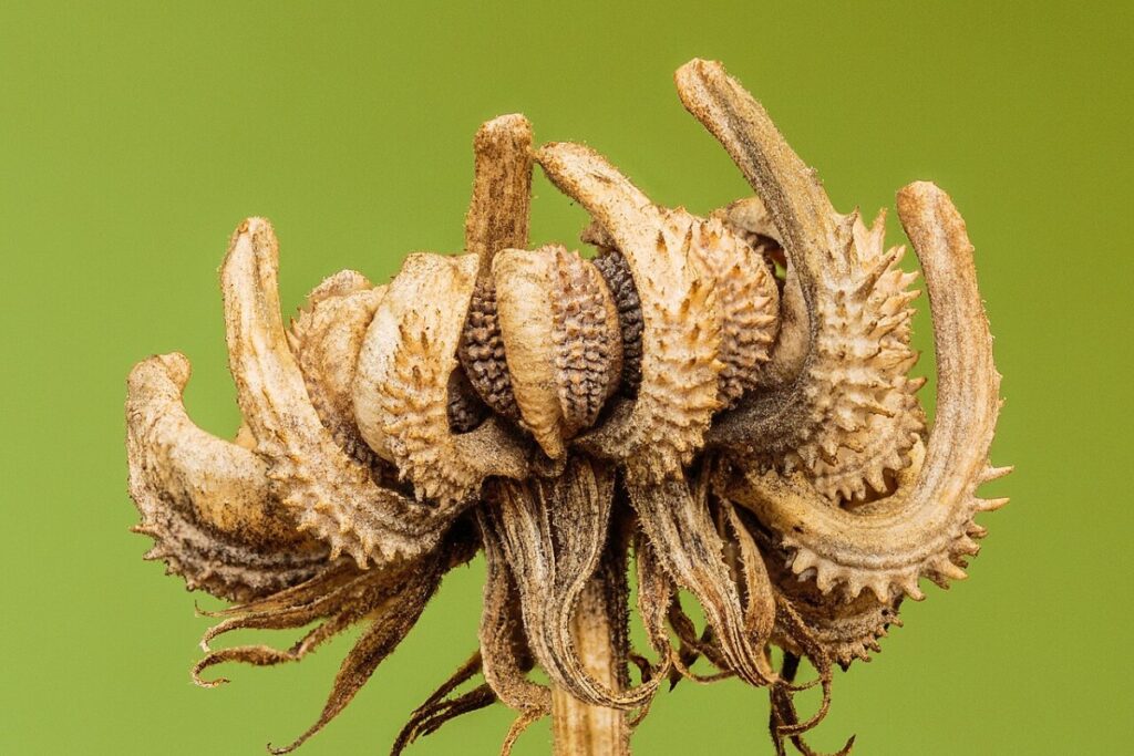 Ringelblume (Calendula officinalis) — Pflanzenfoto