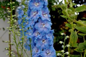 Rittersporn blau