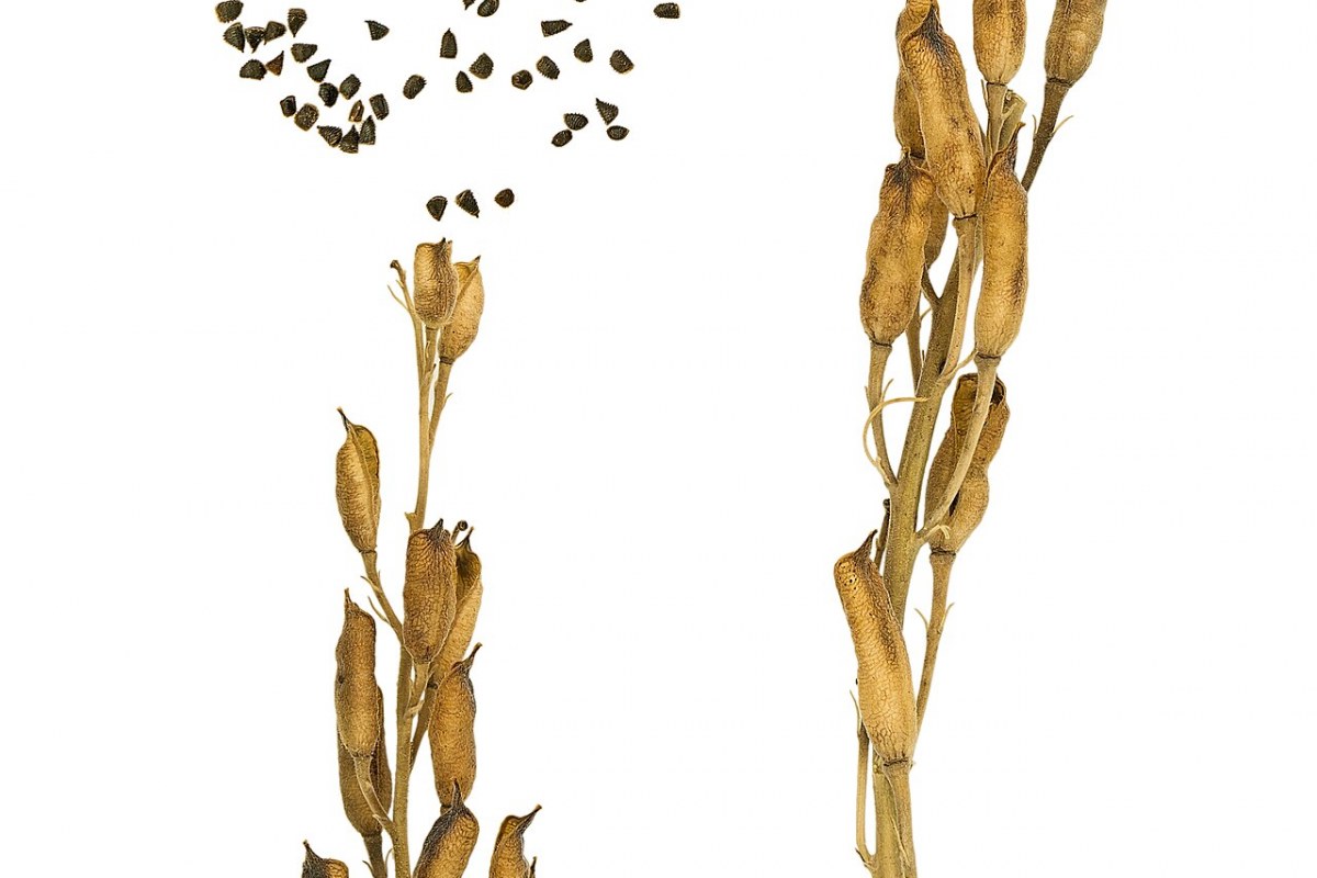 Rittersporn (Delphinium) — Pflanzenfoto