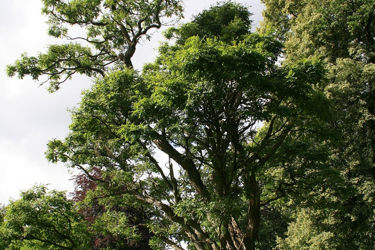 Robinie Kugel (Robinia pseudoacacia 'Umbraculifera') — Pflanzenfoto