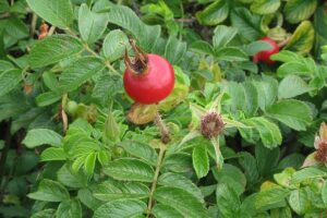 Rosa Rugosa