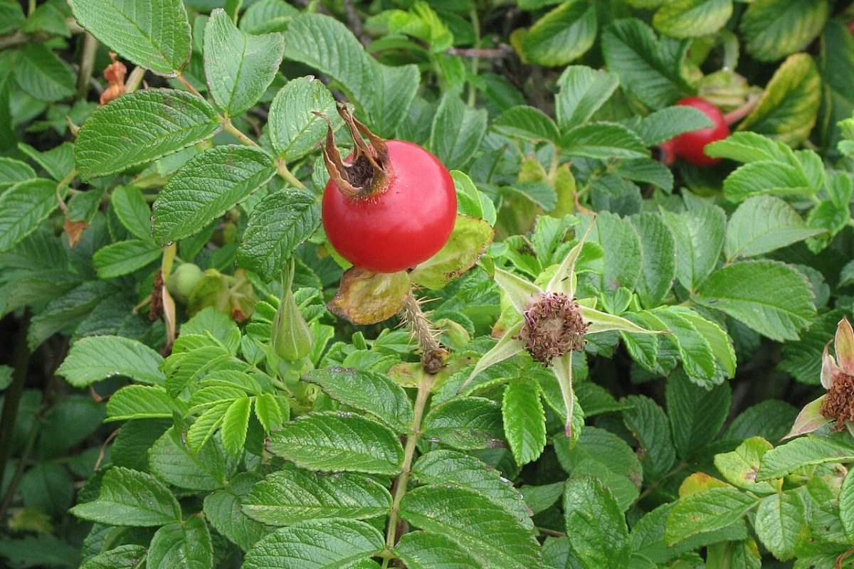 Rosa Rugosa (Rosa rugosa) — Pflanzenfoto