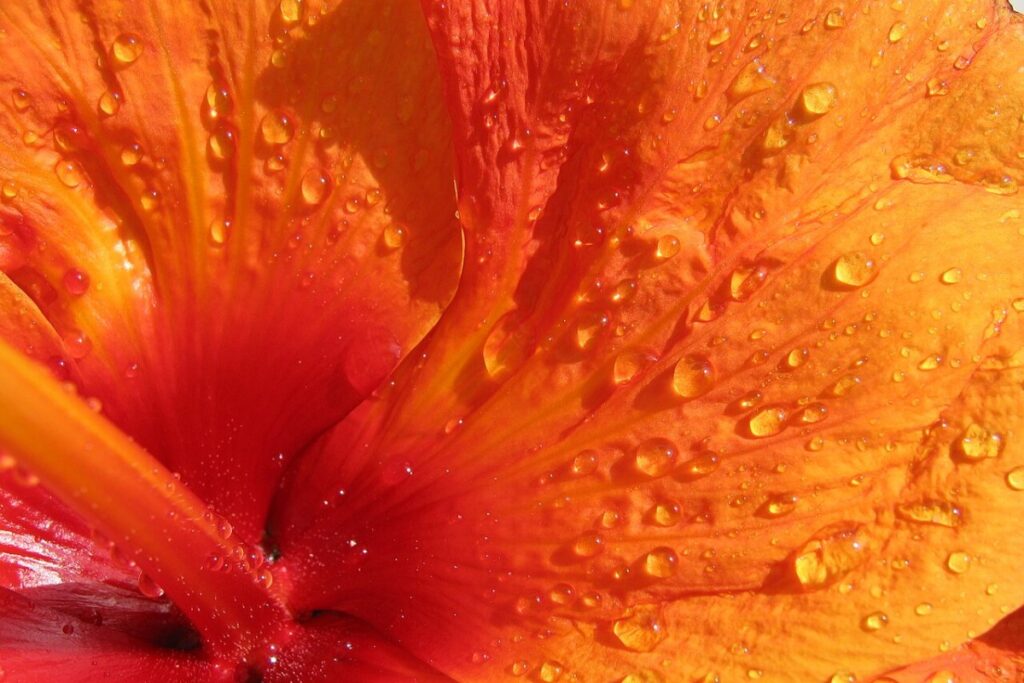 Roseneibisch (Hibiscus rosa-sinensis) — Pflanzenfoto