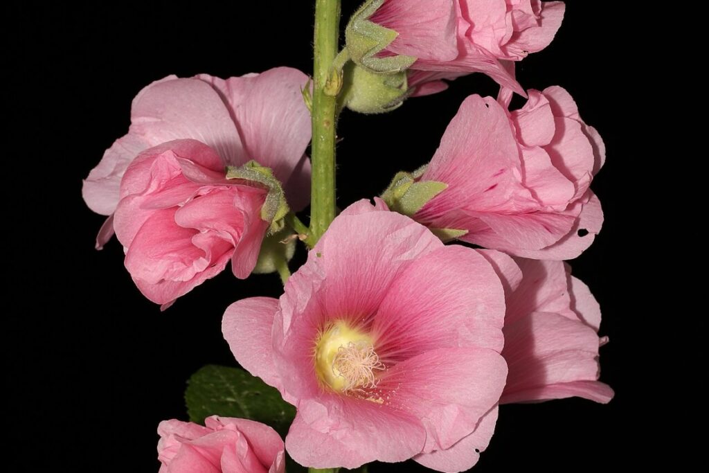 Rosenmalve (Malva alcea) — Pflanzenfoto