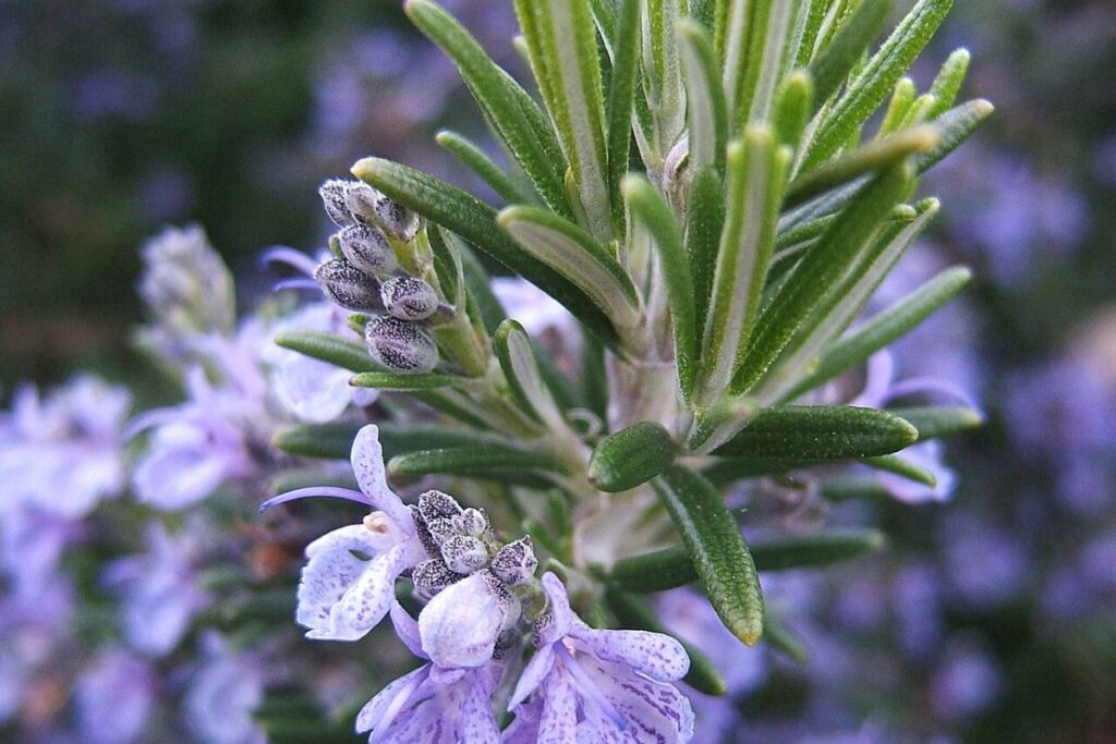 Rosmarin (Salvia rosmarinus) — Pflanzenfoto
