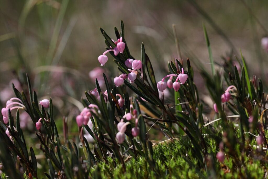 Rosmarinheide (Andromeda polifolia) — Pflanzenfoto