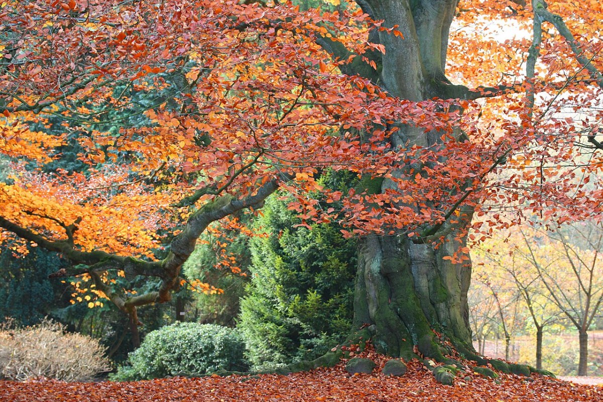 Rotbuche (Fagus sylvatica) — Pflanzenfoto