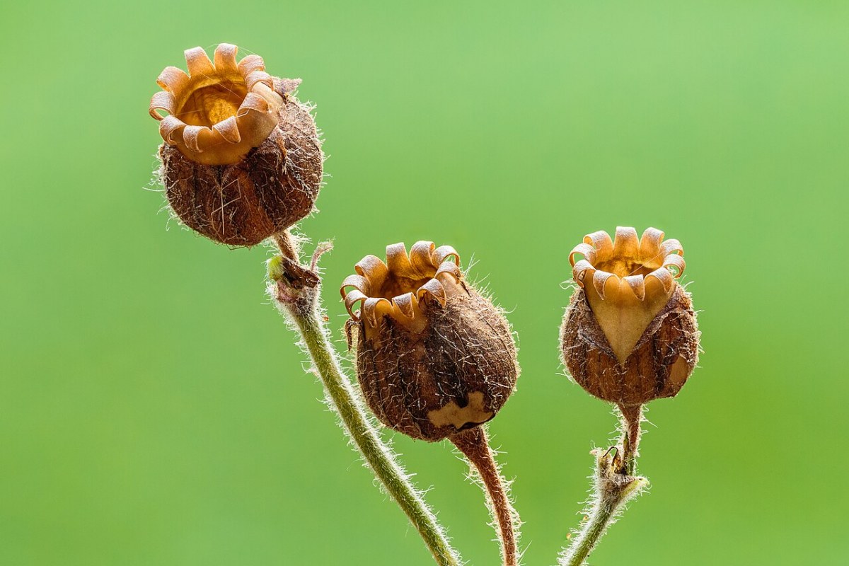 Rote Lichtnelke (Silene dioica) — Pflanzenfoto