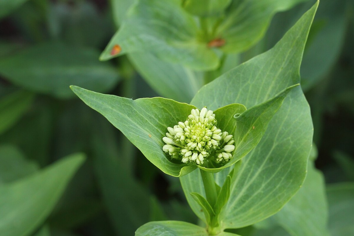 Rote Spornblume (Centranthus ruber) — Pflanzenfoto