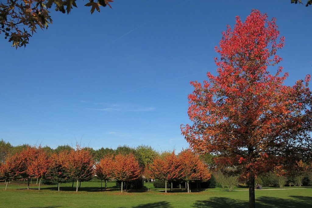 Rotlaubiger Ahorn (Acer palmatum 'Atropurpureum') — Pflanzenfoto