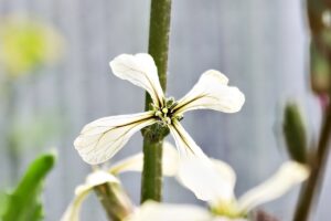Rucola